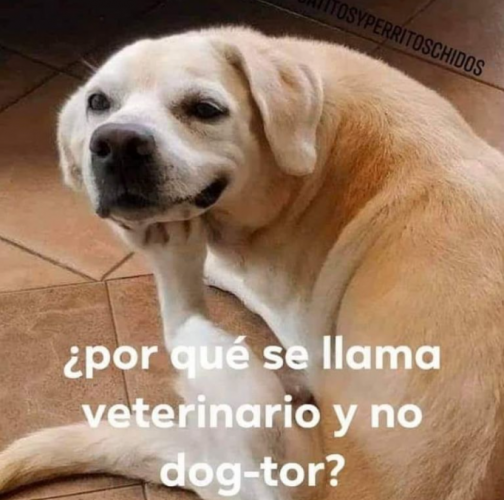 Meme veterinaria
