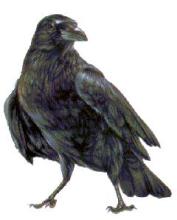Foto de perfil para Crow 