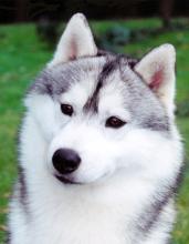 Profile picture for user Nala